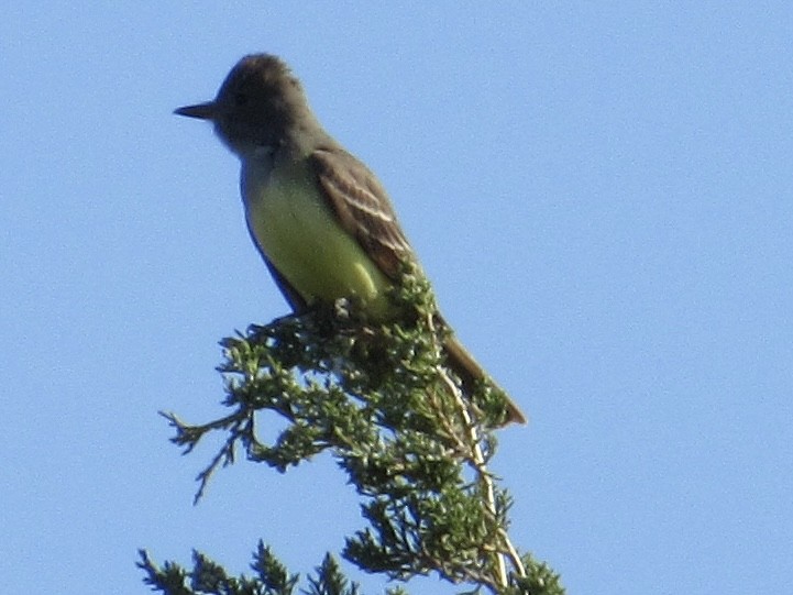 Great Crested Flycatcher - Shawn Johnson