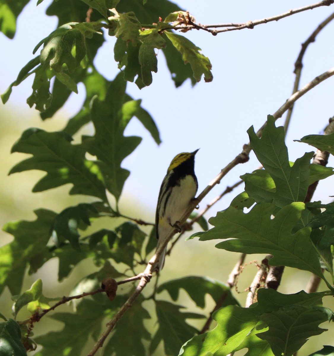 Black-throated Green Warbler - ML618823993