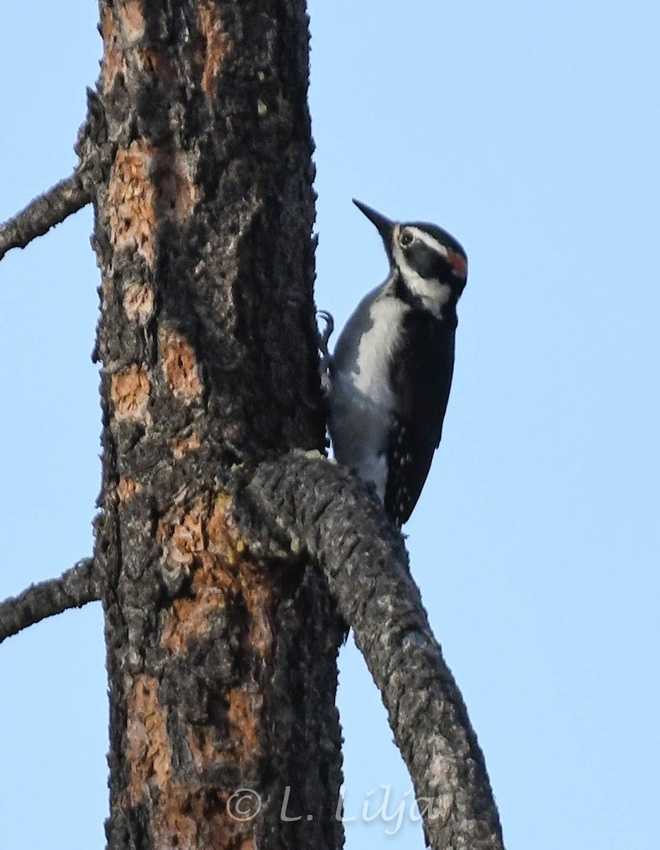 Hairy Woodpecker (Pacific) - Lorri Lilja