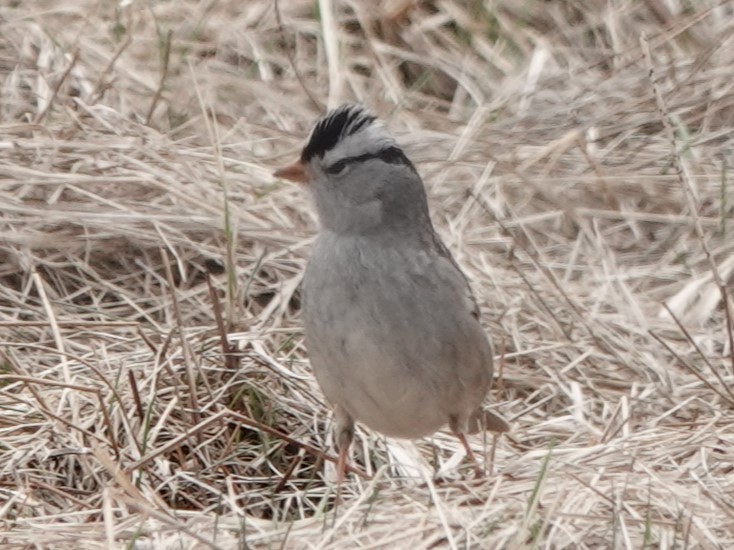 White-crowned Sparrow - Mike Blancher