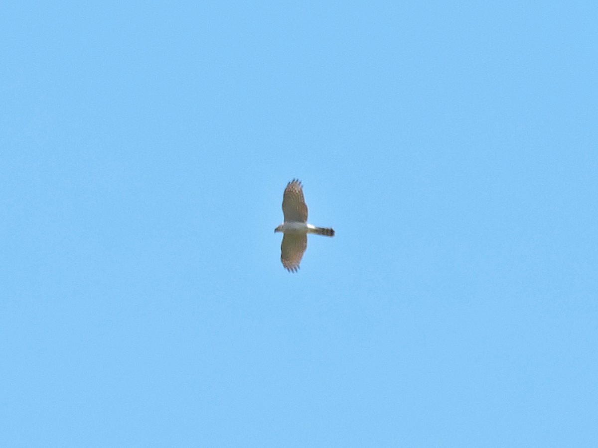 Eurasian Sparrowhawk - ML618824107