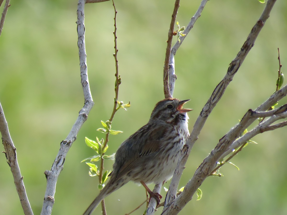 Song Sparrow - Mary Geder