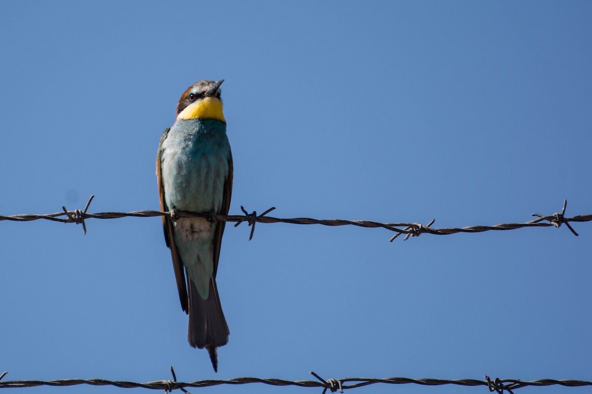 European Bee-eater - ML618824129