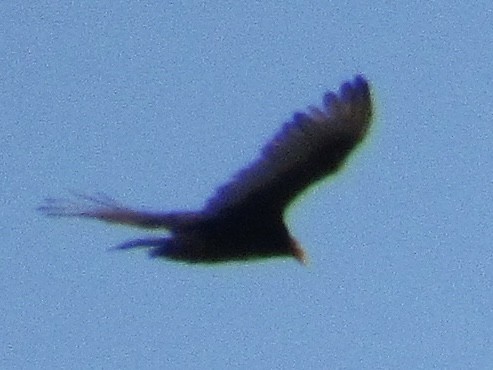 Turkey Vulture - ML618824133