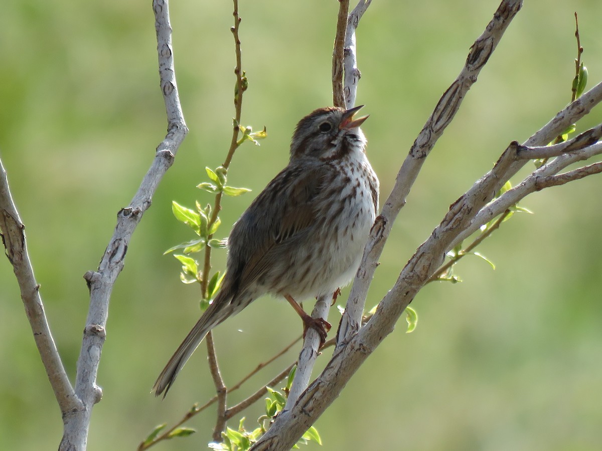 Song Sparrow - Mary Geder