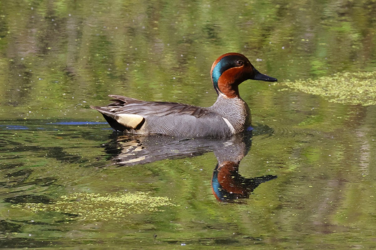 Green-winged Teal - ML618824146