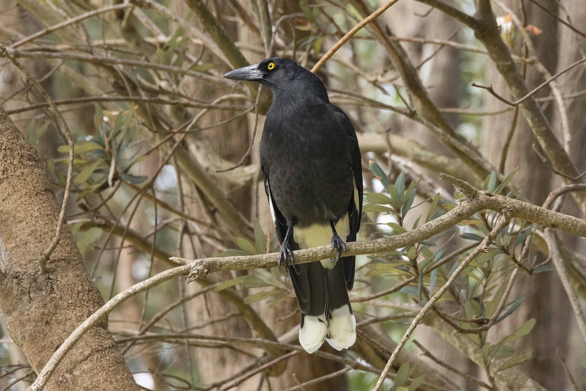 Pied Currawong - ML618824149