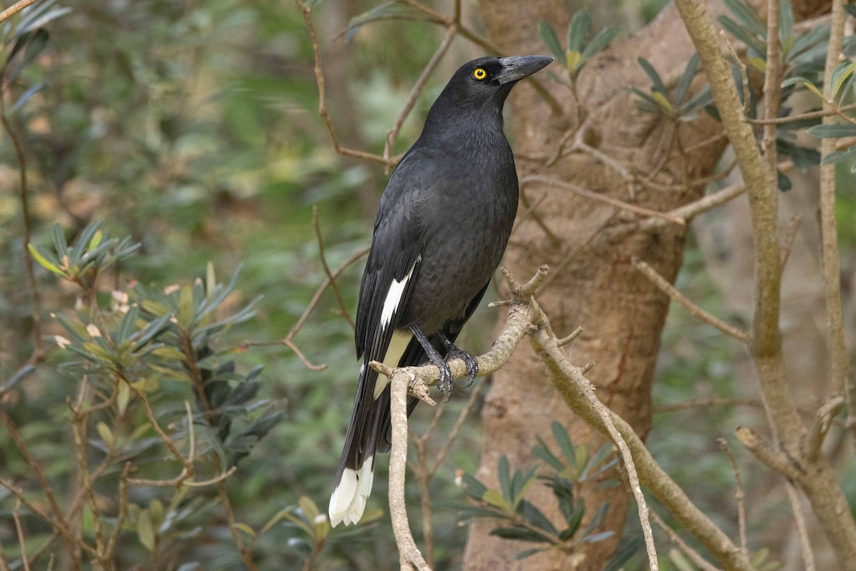 Pied Currawong - ML618824150