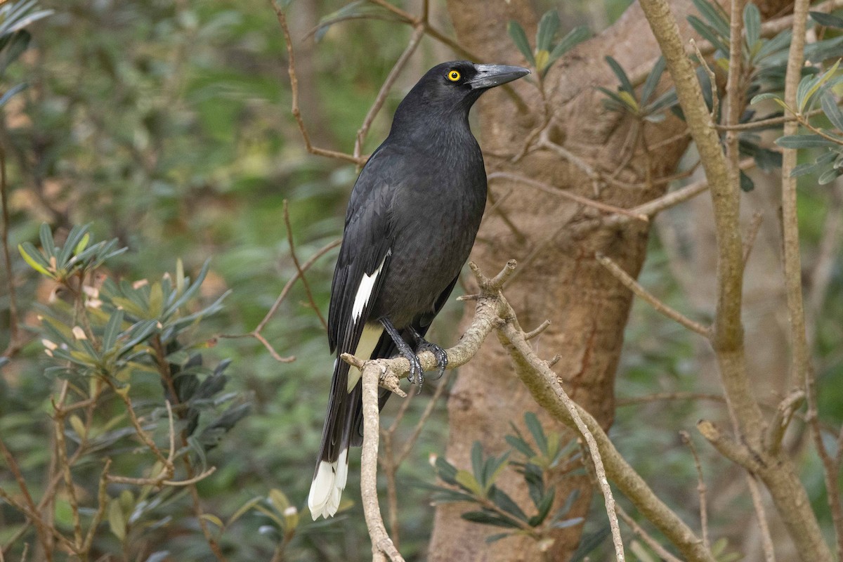 Pied Currawong - ML618824151