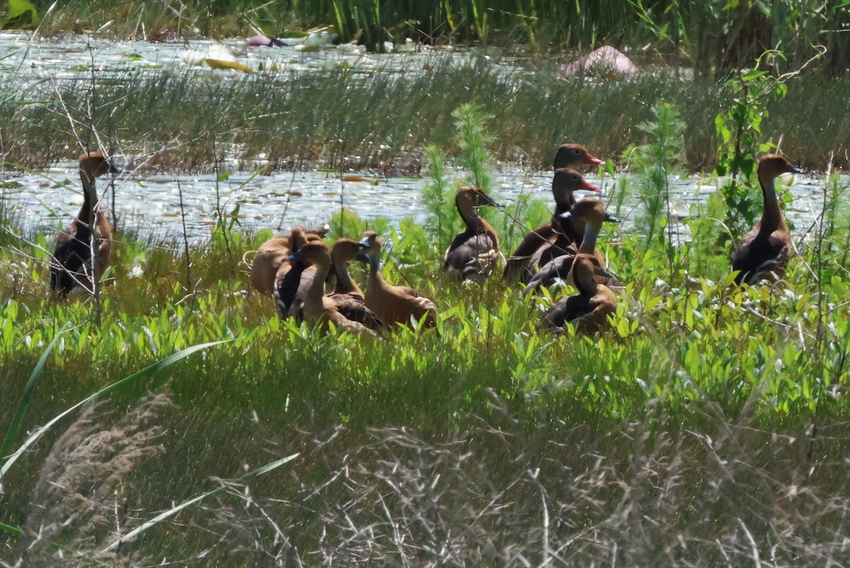 Fulvous Whistling-Duck - ML618824157