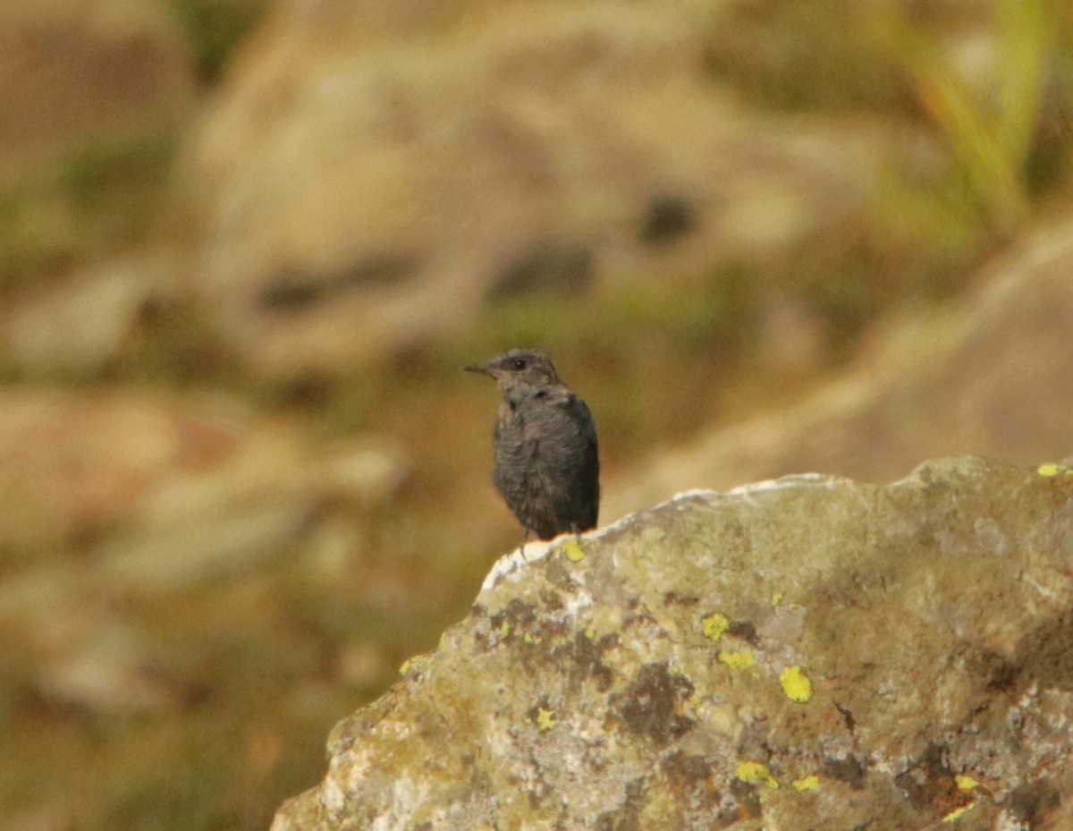 Tibetan Blackbird - Meruva Naga Rajesh