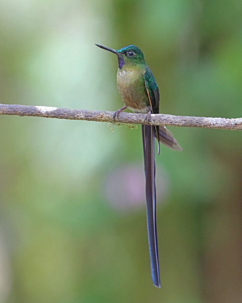 Violet-tailed Sylph - ML618824206