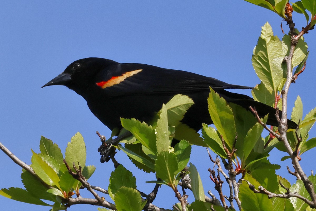Red-winged Blackbird - ML618824208