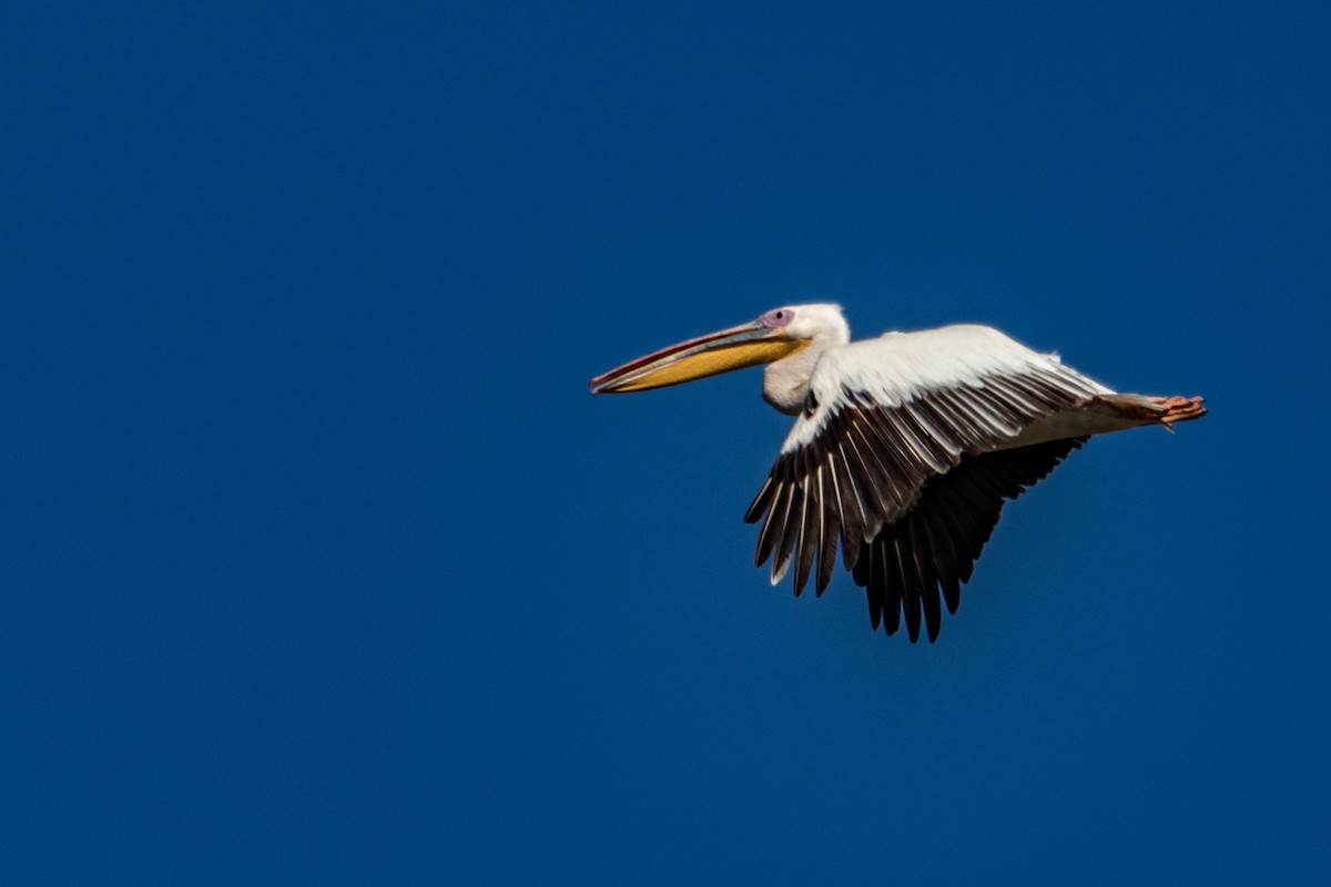 Great White Pelican - Ido Ben-Itzhak