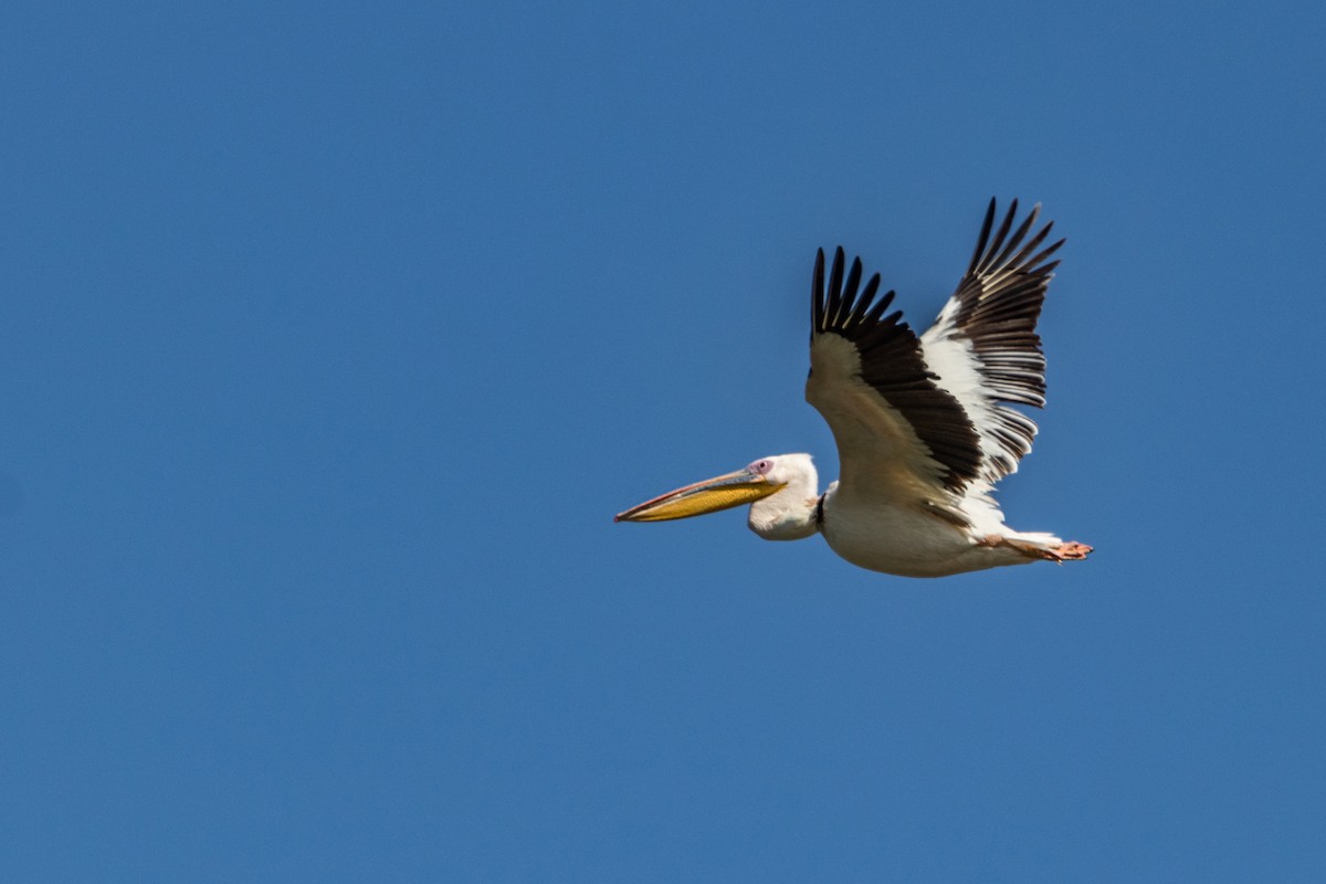 Great White Pelican - Ido Ben-Itzhak