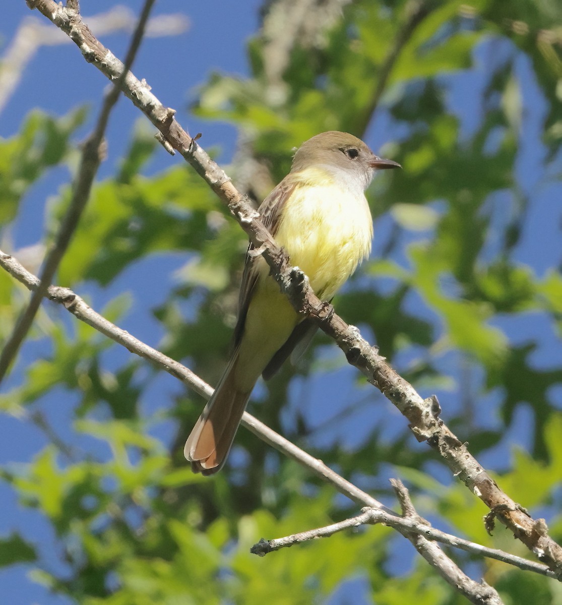 Great Crested Flycatcher - ML618824275