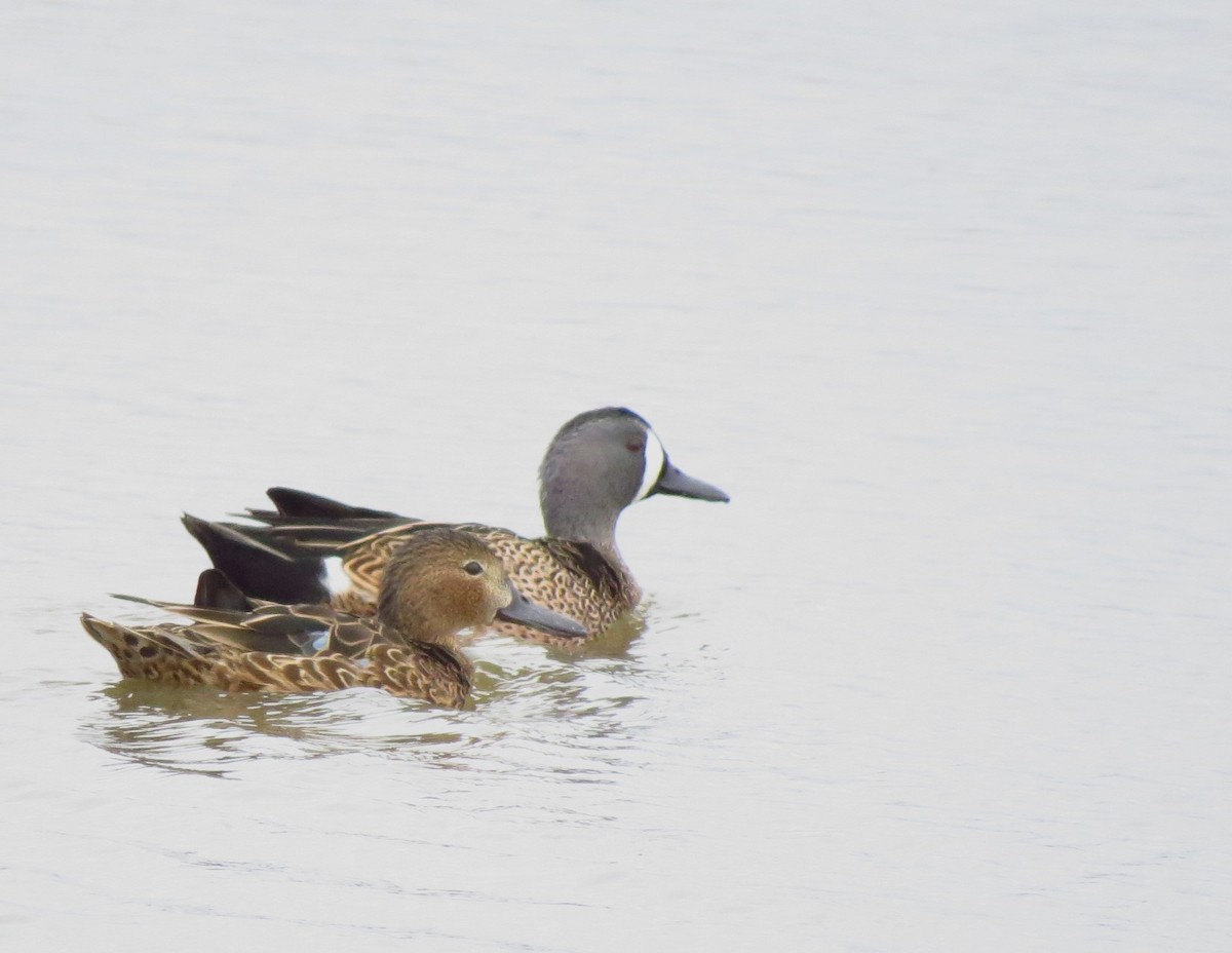 Blue-winged Teal - ML618824282