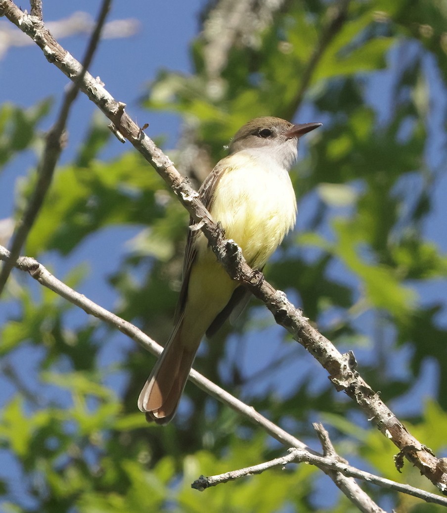 Great Crested Flycatcher - ML618824288