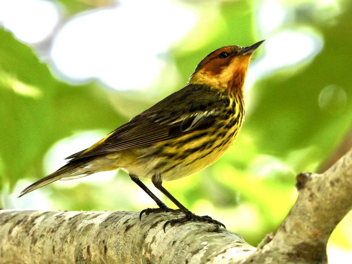 Cape May Warbler - ML618824292