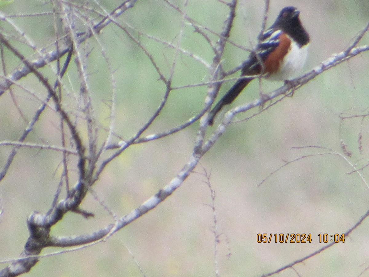 Spotted Towhee - crdf bird