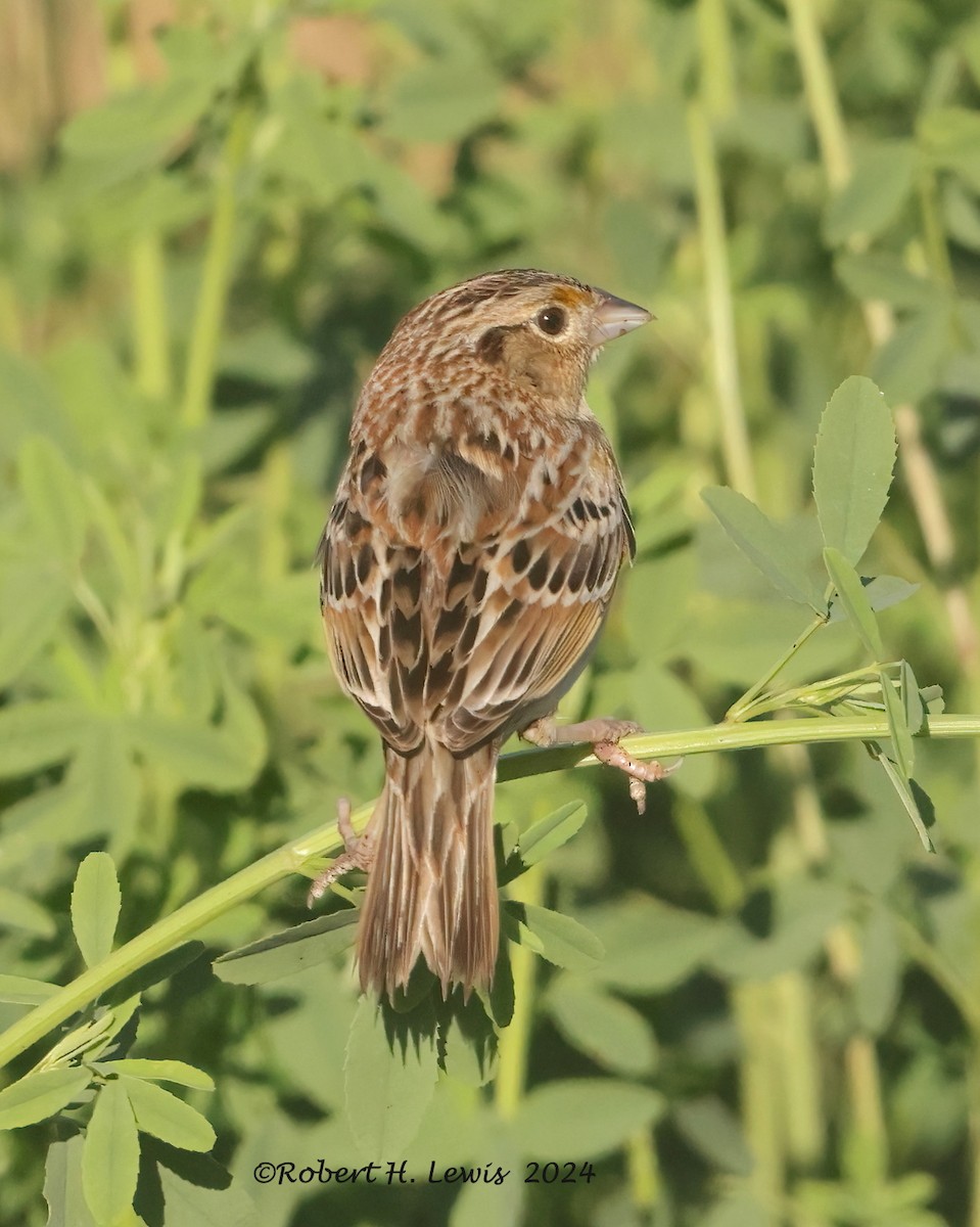 Grasshopper Sparrow - ML618824325