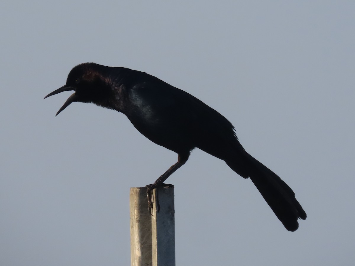 Boat-tailed Grackle - ML618824329