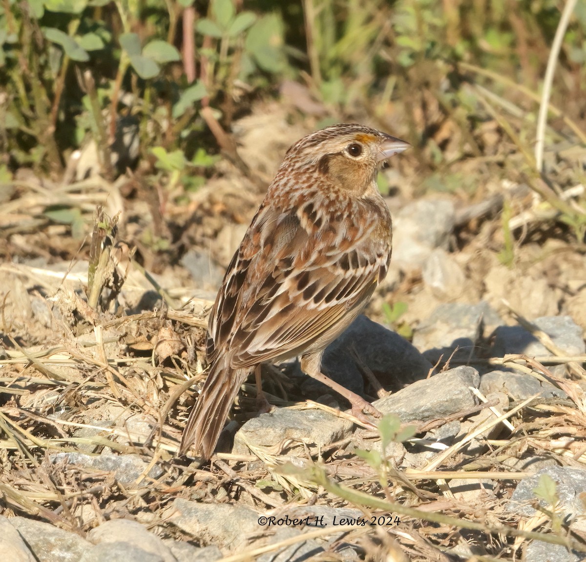 Grasshopper Sparrow - ML618824336