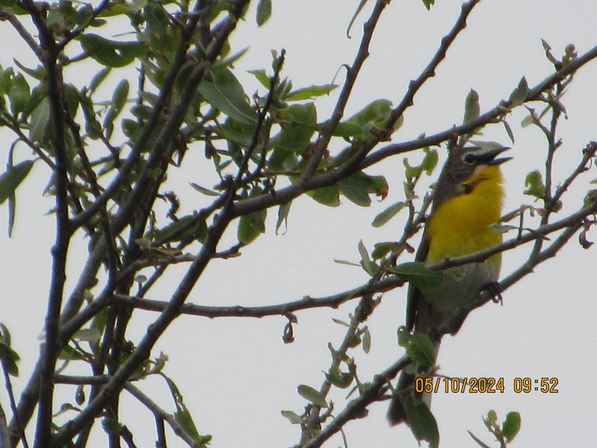 Yellow-breasted Chat - ML618824359