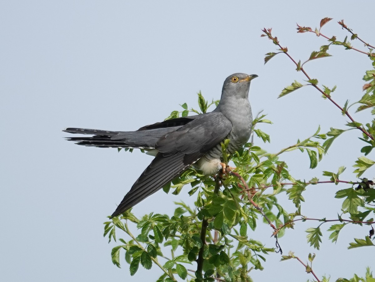 Common Cuckoo - Barry Reed