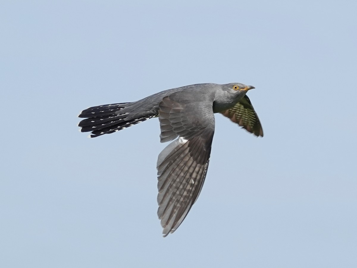 Common Cuckoo - Barry Reed
