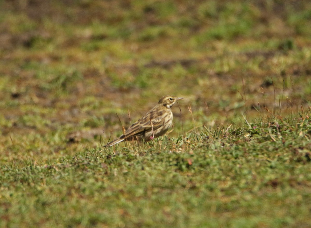 Rosy Pipit - ML618824421