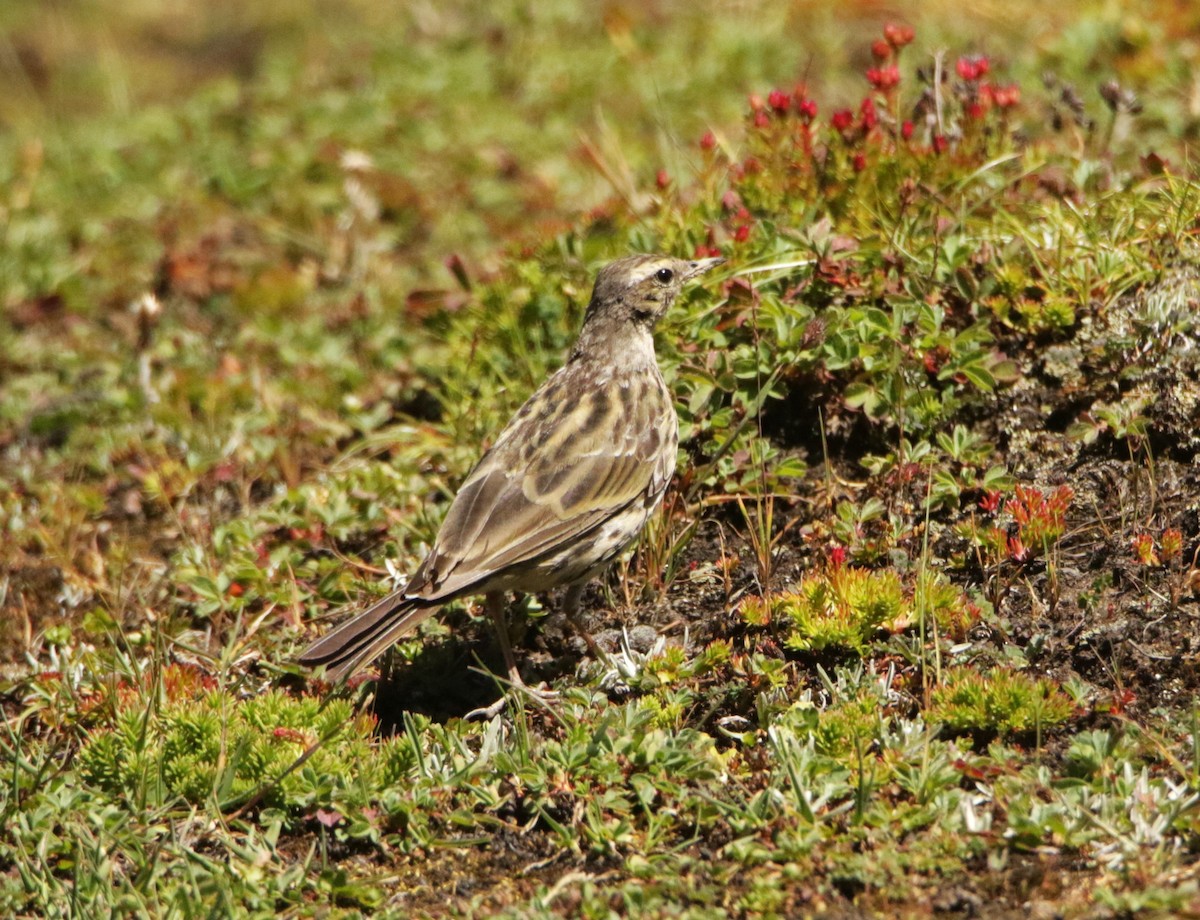 Rosy Pipit - ML618824422