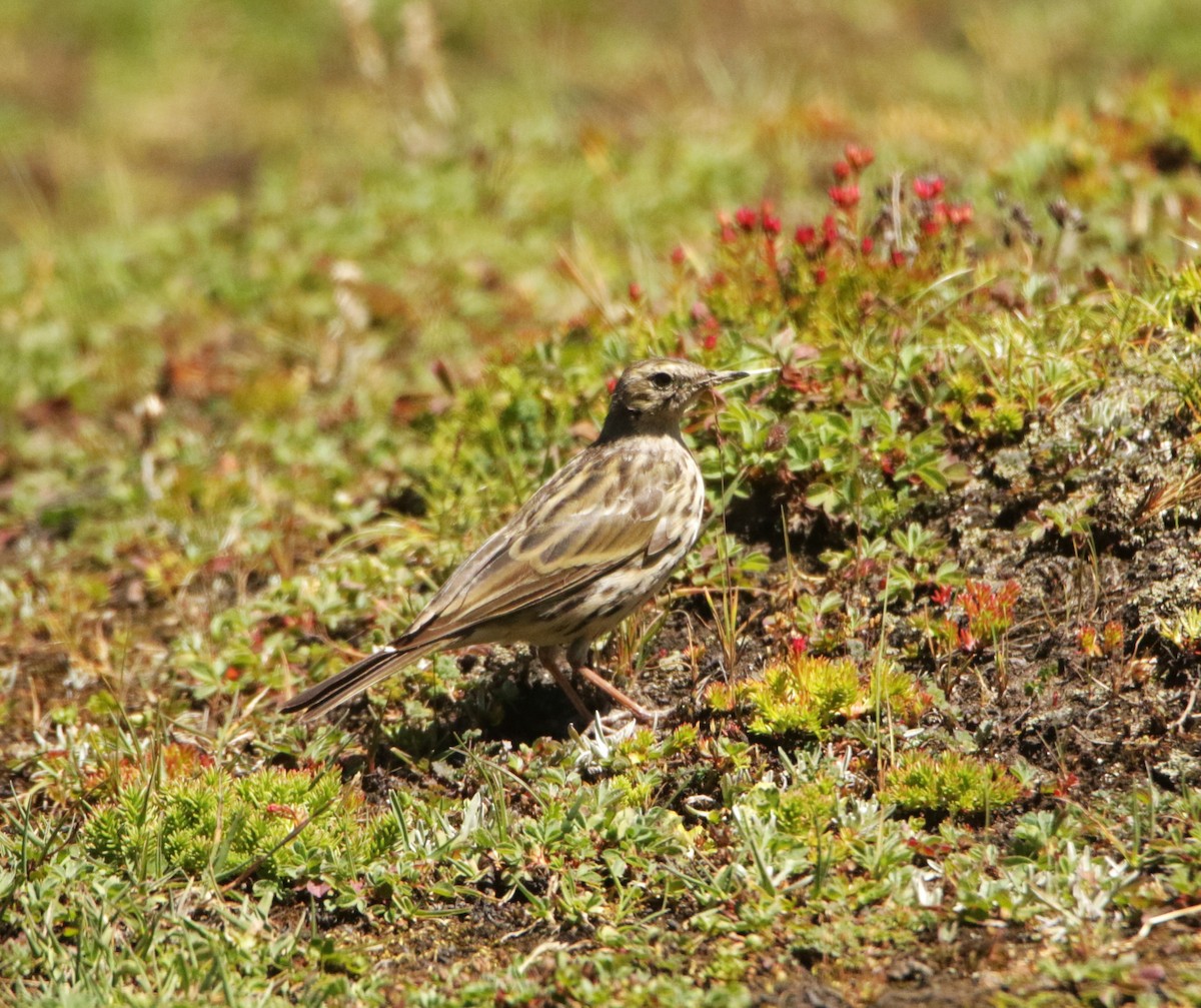 Rosy Pipit - ML618824423