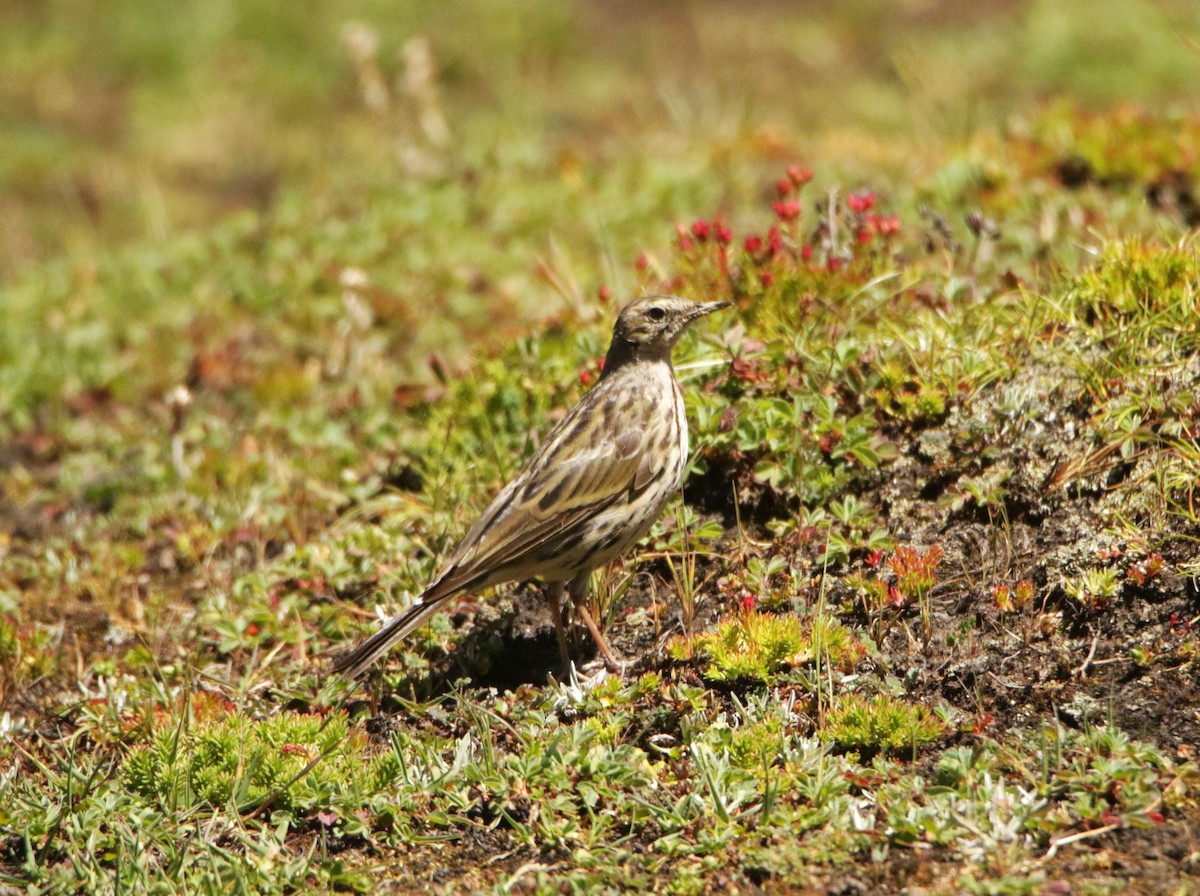 Rosy Pipit - ML618824424