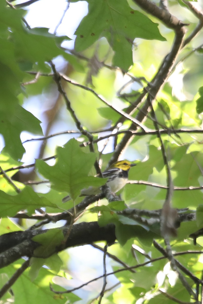 Black-throated Green Warbler - Emily Holcomb