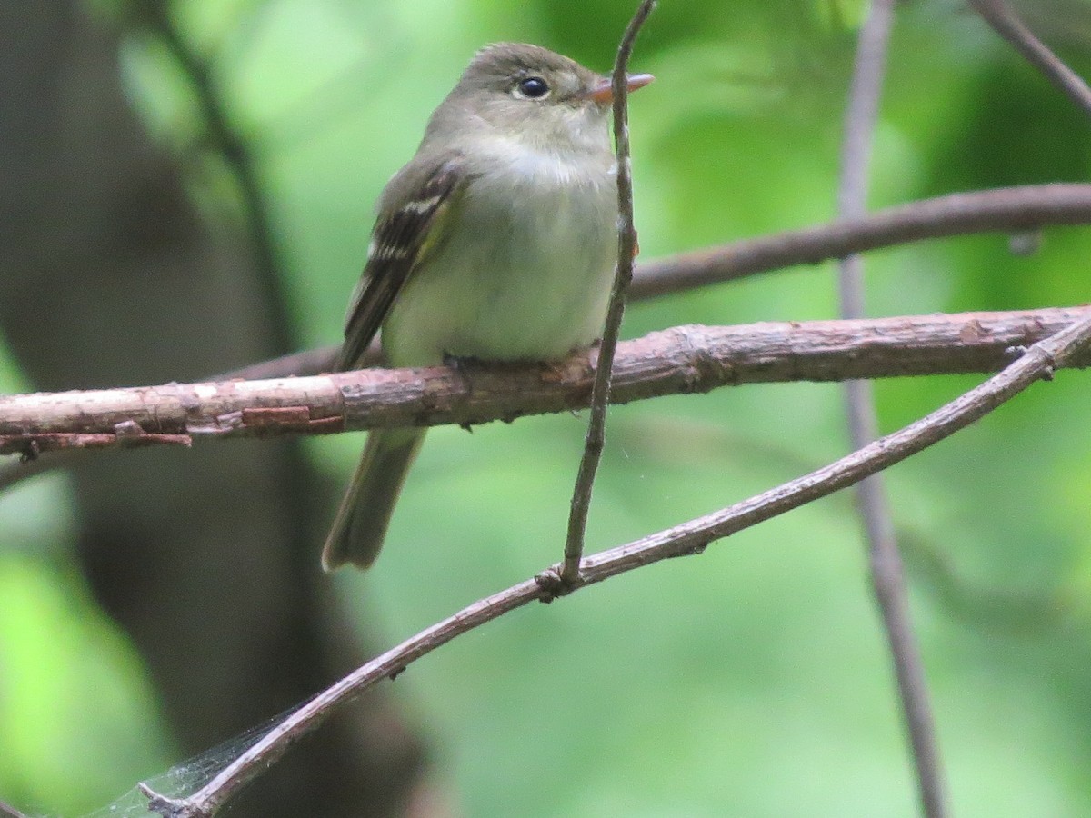 Acadian Flycatcher - Mary Goldsby