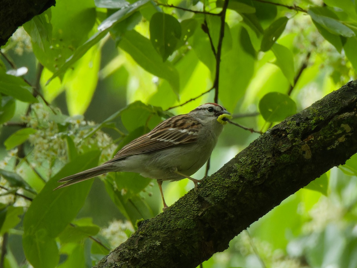Chipping Sparrow - Ankur Dave