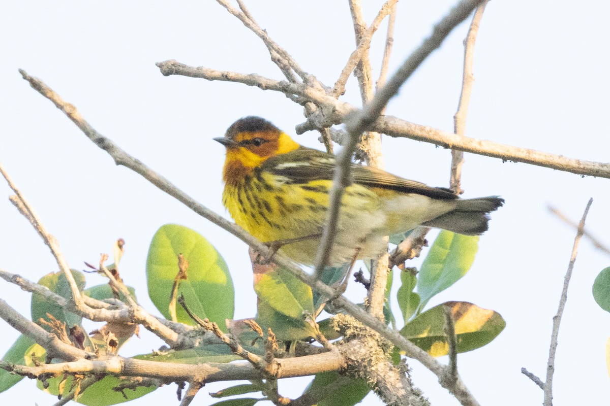 Cape May Warbler - ML618824492