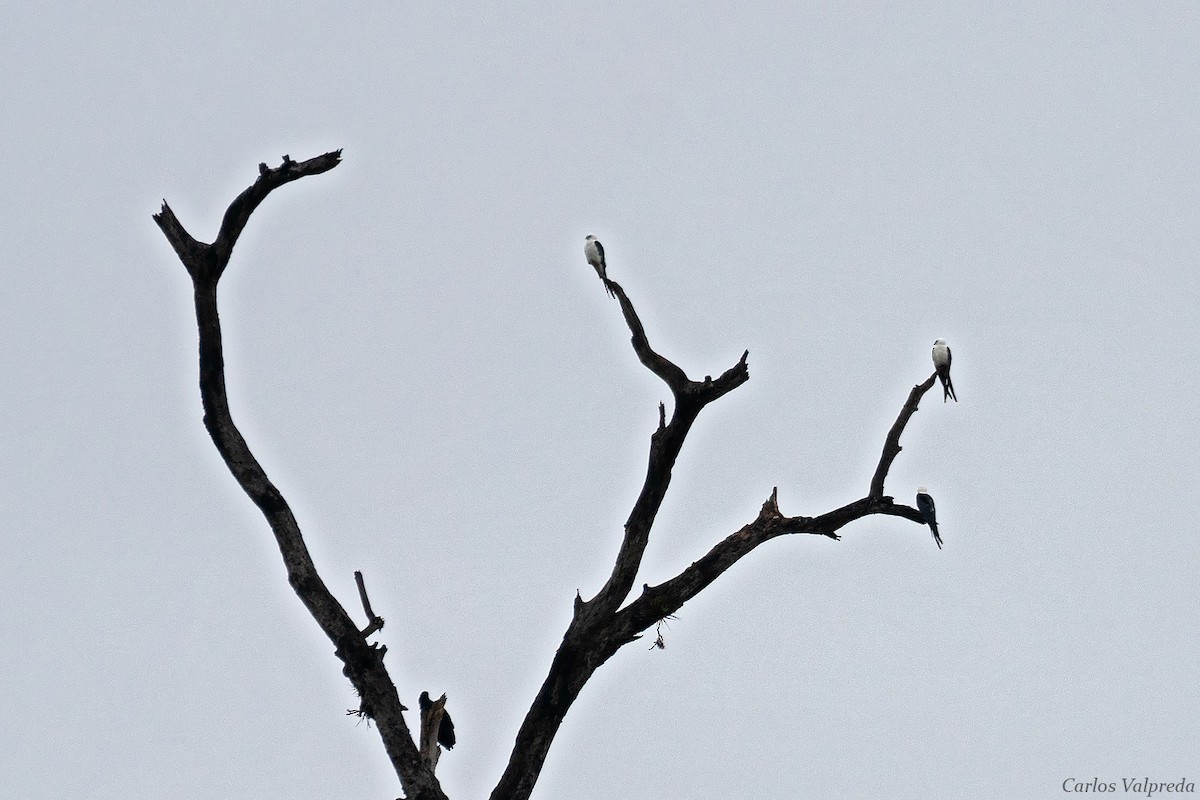 Swallow-tailed Kite - Carlos Valpreda