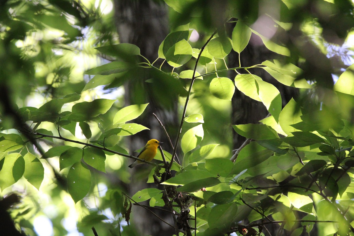 Prothonotary Warbler - M Alexander