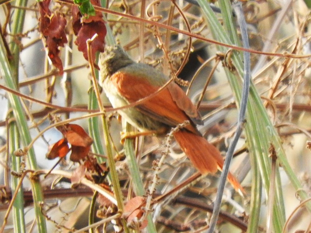 Crested Spinetail - ML618824685