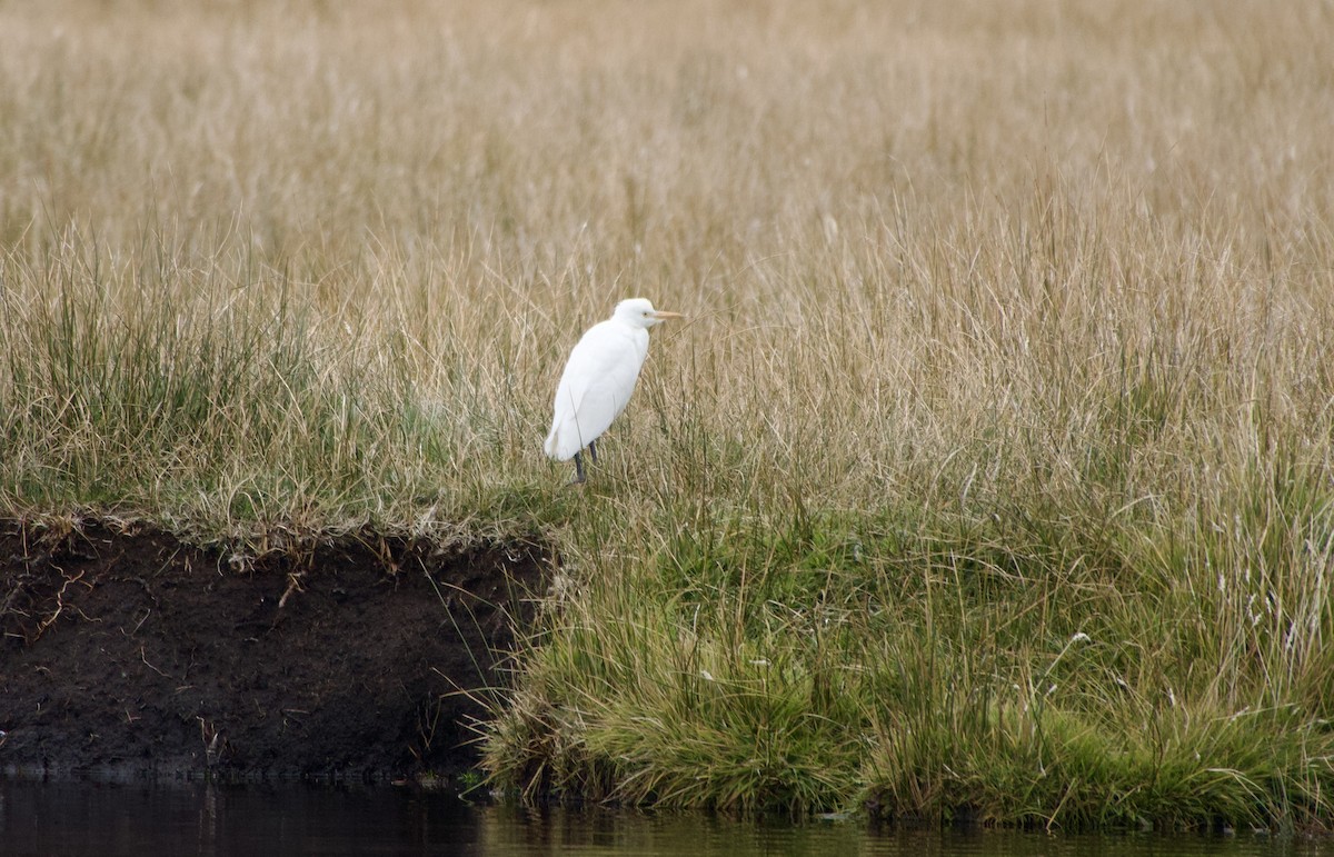 Western Cattle Egret - Guillermo Amico