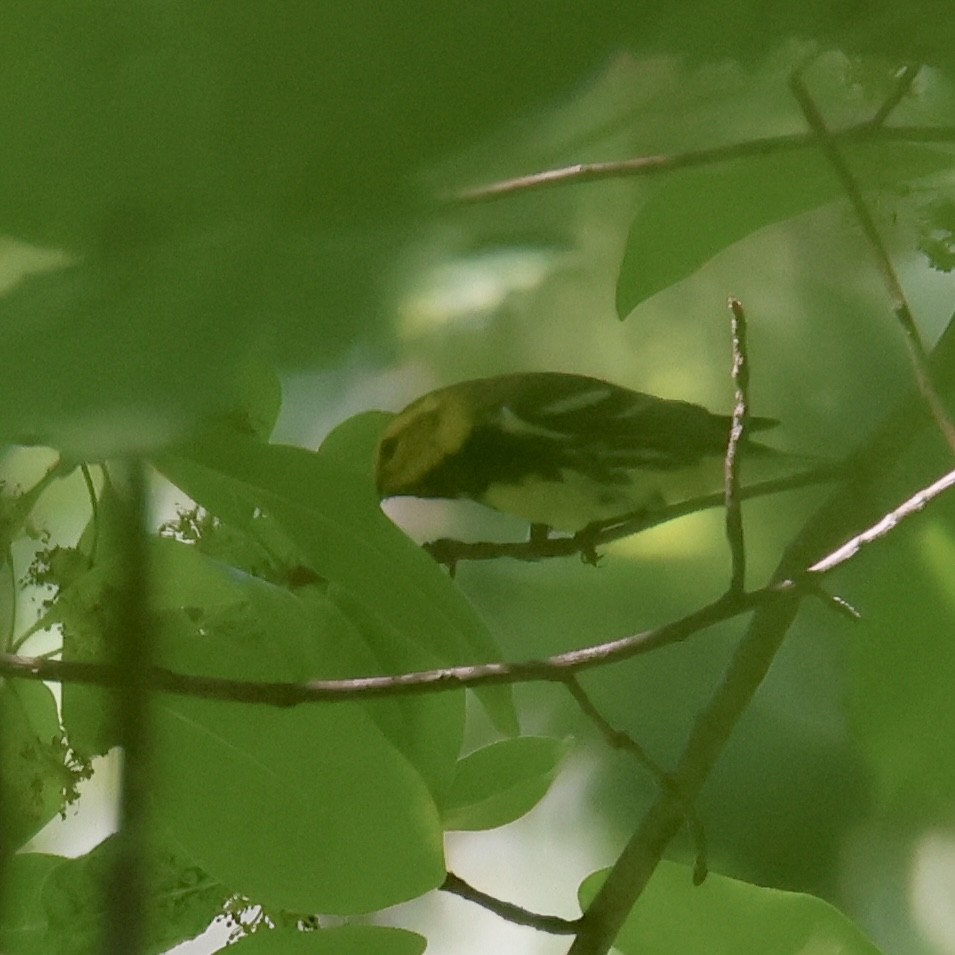 Black-throated Green Warbler - J. Fields Falcone