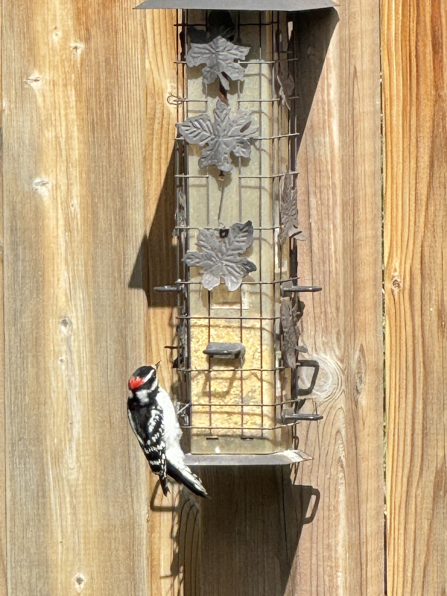 Downy Woodpecker - ML618824712