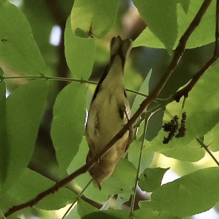 Bay-breasted Warbler - ML618824714