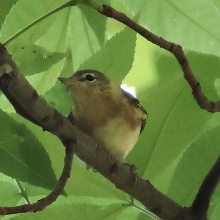 Bay-breasted Warbler - J. Fields Falcone