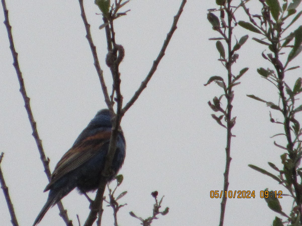 Blue Grosbeak - crdf bird