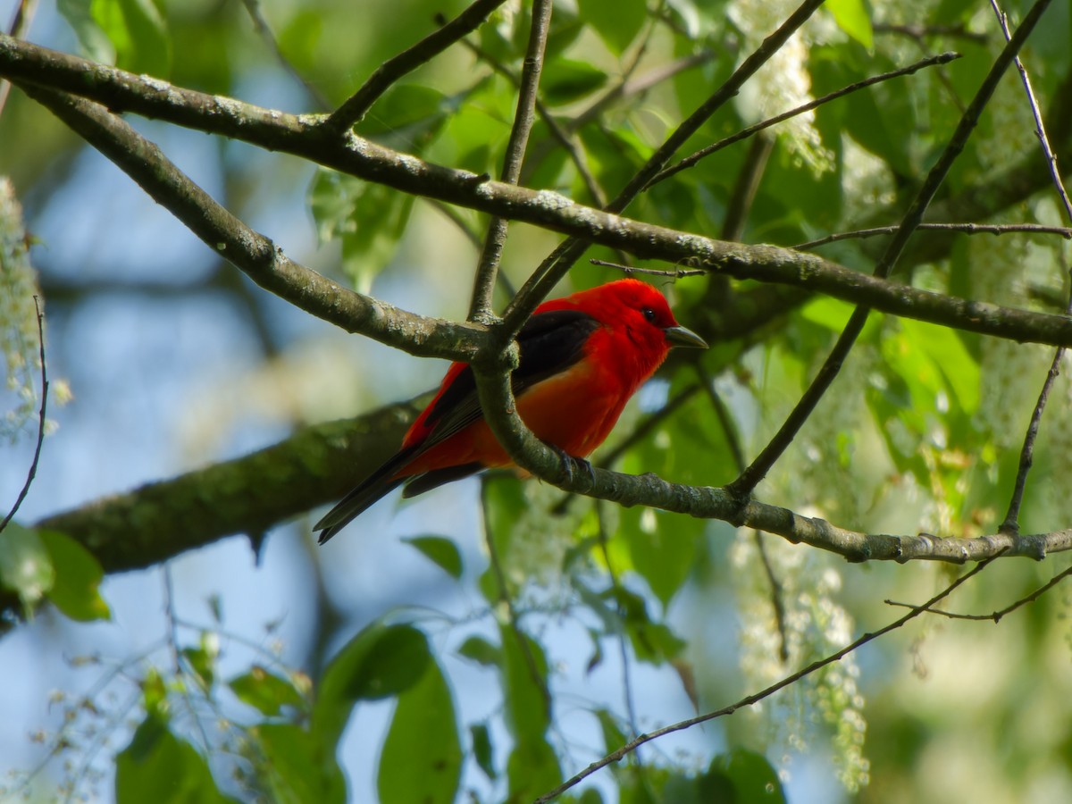 Scarlet Tanager - ML618824727