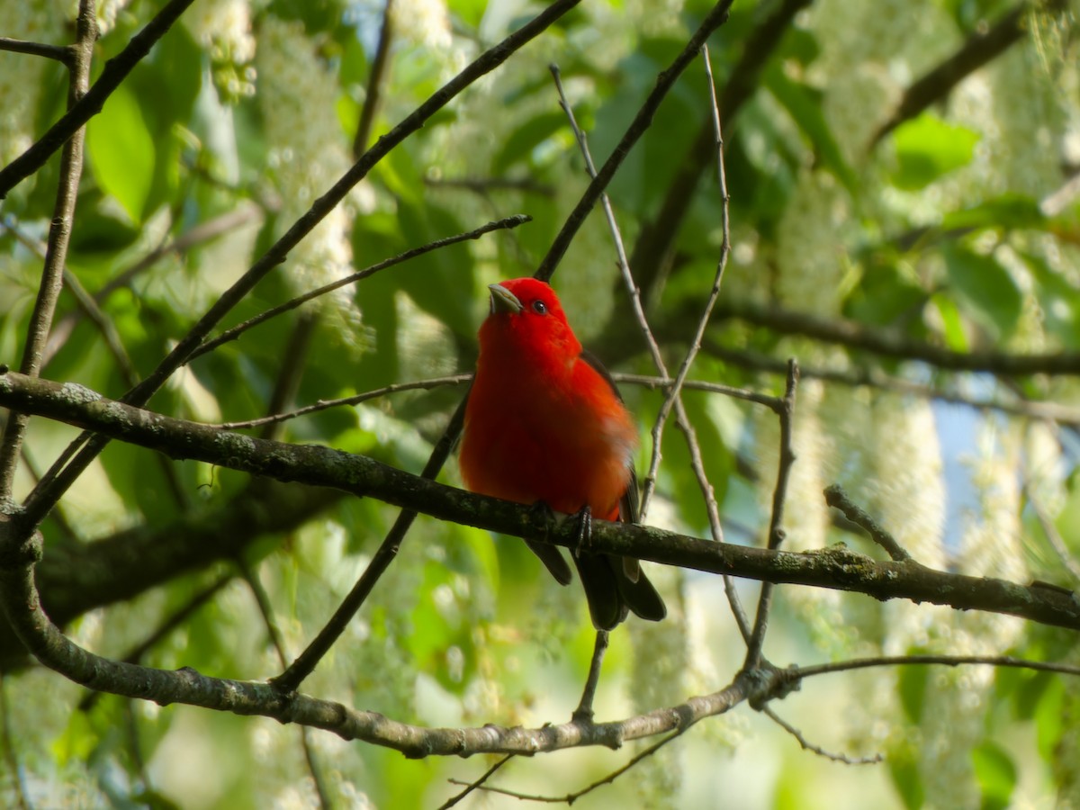 Scarlet Tanager - ML618824735