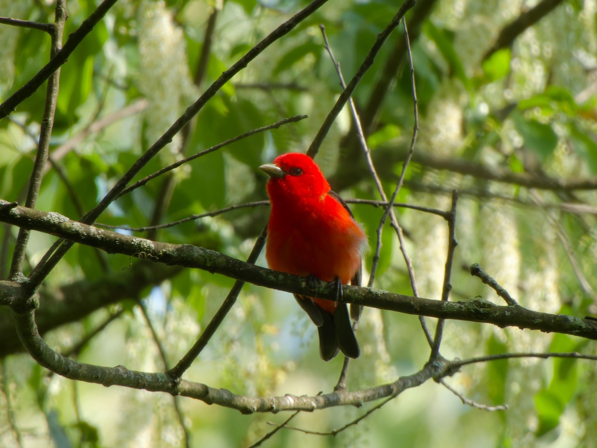 Scarlet Tanager - ML618824742